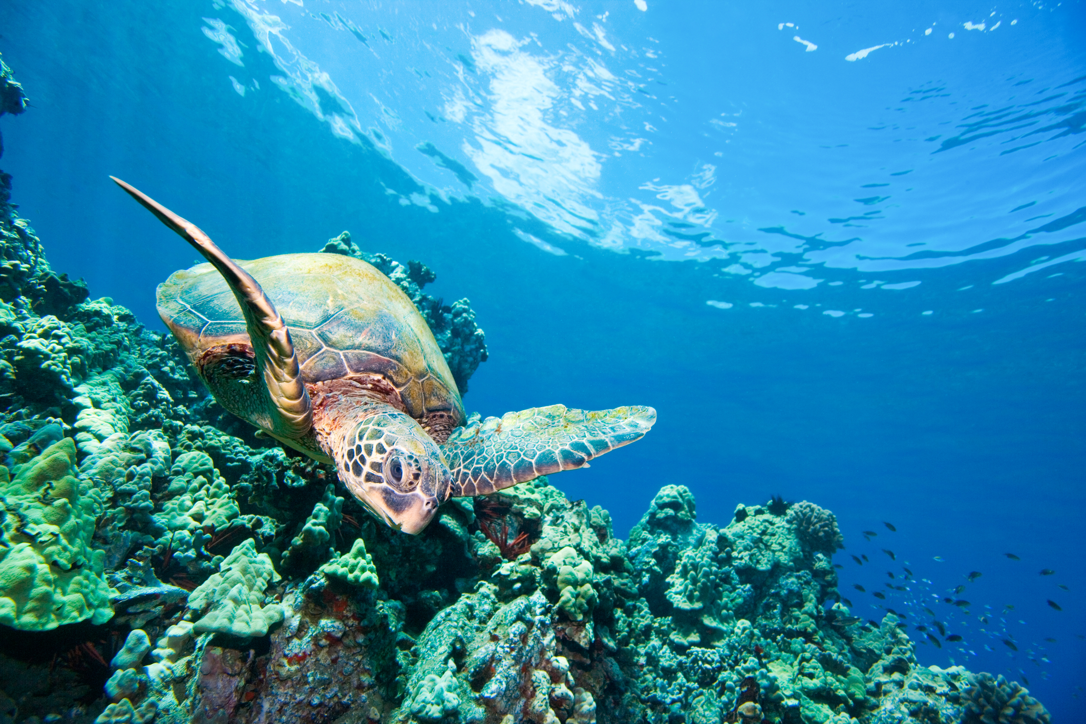 Benedicktus Meister Hawaii Real Estate Property Appraisals Sea Turtle Reef